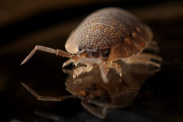 PEST CONTROL HEMEL, Hertfordshire. Pests Our Team Eliminate - Bed Bugs.