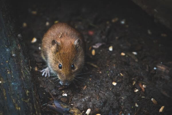 PEST CONTROL HEMEL, Hertfordshire. Pests Our Team Eliminate - Mice.