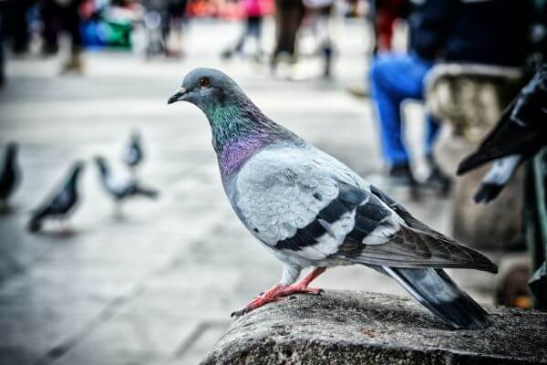 PEST CONTROL HEMEL, Hertfordshire. Pests Our Team Eliminate - Pigeons.