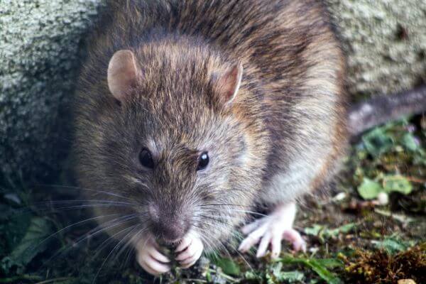 PEST CONTROL HEMEL, Hertfordshire. Pests Our Team Eliminate - Rats.