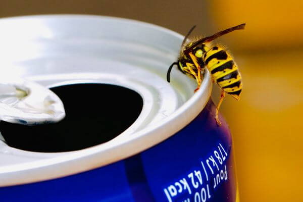 PEST CONTROL HEMEL, Hertfordshire. Pests Our Team Eliminate - Wasps.